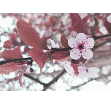 Fototapete blumen kirschblütenblüte - TenStickers