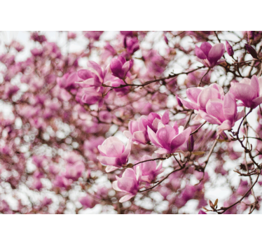Fototapete magnolien blütenpracht - TenStickers
