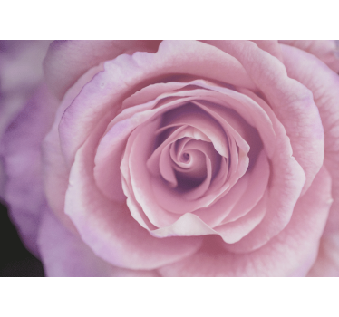 Fototapete blumen pinke rosenblüte - TenStickers