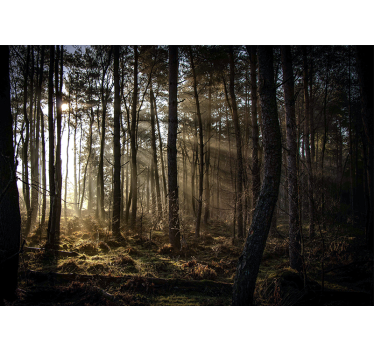 Tapete wald lichtdurchflutete waldlichtung - TenStickers