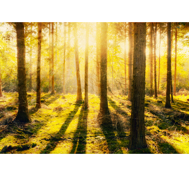 Fototapete natur sonnenverwöhntes waldlandscape - TenStickers