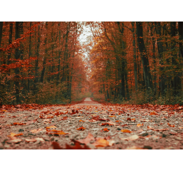 Tapete wald herbstweg route - TenStickers