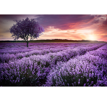 Fototapete blumen lavendelwiese im zwielicht - TenStickers