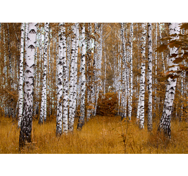 Fototapete mit Wald aus Birken - TenStickers