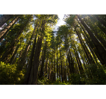 Fototapete mit hohen Bäumen im Wald - TenStickers