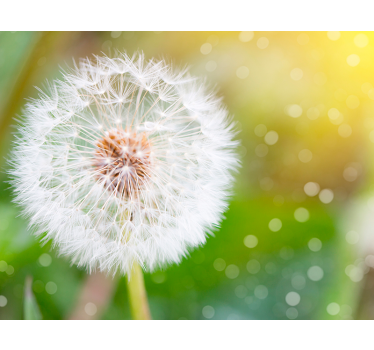 Fototapete Pusteblume löwenzahn nahaufnahme - TenStickers