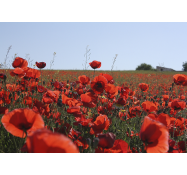 Fototapete Mohnblumen beruhigtes feld - TenStickers