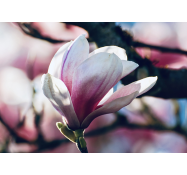 Fototapete orchidee zarte rosa blüte - TenStickers