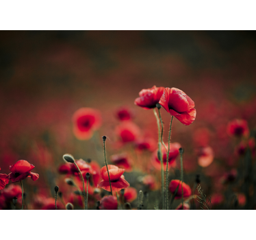 Fototapete Mohnblumen üppiges feld - TenStickers