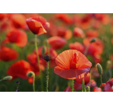 Fototapete Mohnblumen leuchtend rotes feld - TenStickers