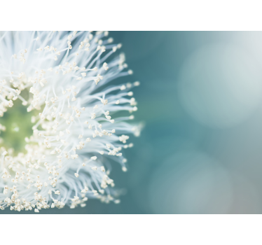 Blumen Fototapete Pusteblumen Samen - TenStickers
