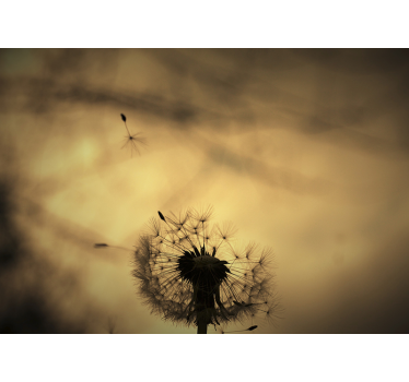 Fototapete Pusteblume löwenzahn-silhouette - TenStickers