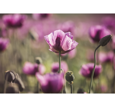 Fototapete mohnblumen atemberaubende poppy-blüten - TenStickers