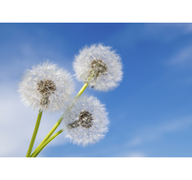 Fototapete pusteblume im wind der samen - TenStickers