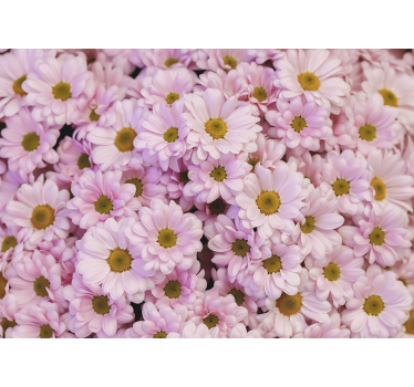 Fototapete blumen pinke gänseblümchen - TenStickers