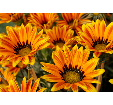 Fototapete blumen sonnenlicht orange blumen - TenStickers