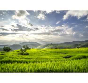 Fototapete Berg Morgendämmerung Feldlandschaft - TenStickers