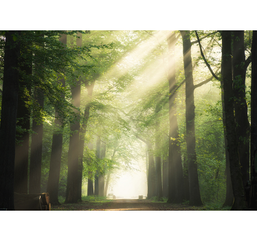 Fototapete wald sonne zwischen den bäumen - TenStickers