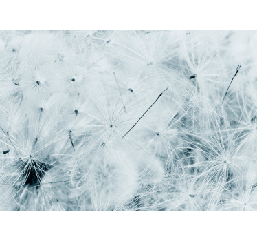 Fototapete pusteblume zarte löwenzahnsamen - TenStickers