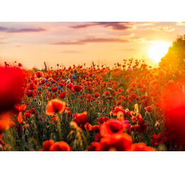 Fototapete mohnblumen strahlendes mohnfeld - TenStickers