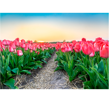 Fototapete Mohnblumen tulpenfeld gelassenheit - TenStickers