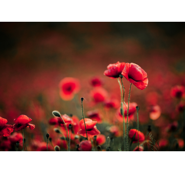 Fototapete Mohnblumen leuchtende mohnblüten - TenStickers