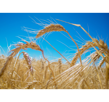 Fototapete natur weizenfeld landschaft - TenStickers