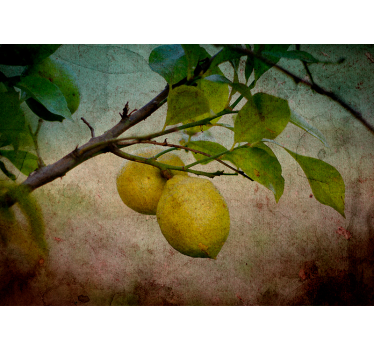 Fototapete natur zitronenzweig detail - TenStickers
