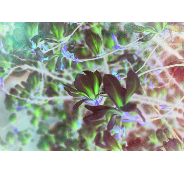 Fototapete Orchidee magnolienblütenexplosion - TenStickers