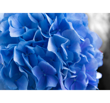 Fototapete blumen hortensienblaue blüten - TenStickers