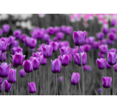 Fototapete Pusteblume lila tulpenblüten - TenStickers