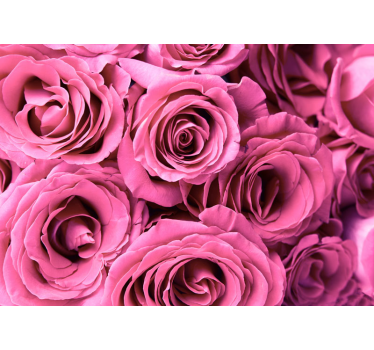 Fototapete Rosen rosa blüten - TenStickers