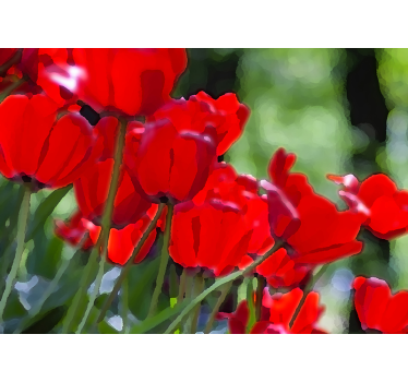 Fototapete Mohnblumen leuchtend rote blüten - TenStickers