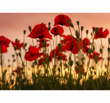 Fototapete Mohn Mohnblumen mit sonnenuntergang - TenStickers