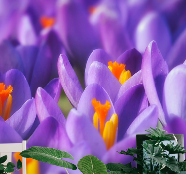 Fototapete blumen krokusse in lila - TenStickers