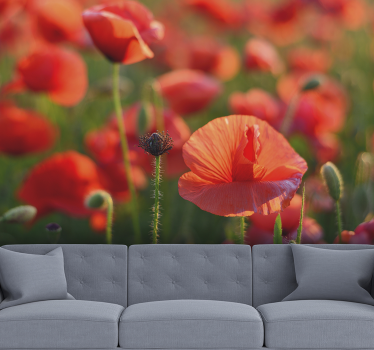 Fototapete Mohnblumen leuchtend rotes feld - TenStickers