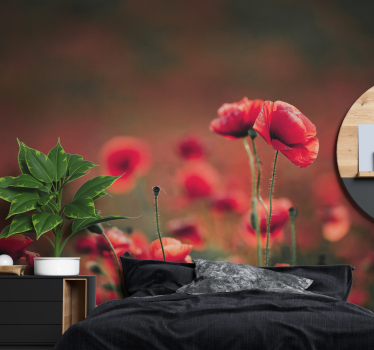Fototapete Mohnblumen leuchtende mohnblüten - TenStickers