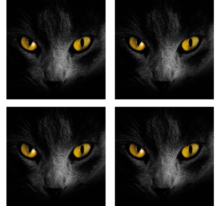 Schwarze katze halloween Untersetzer - TenStickers
