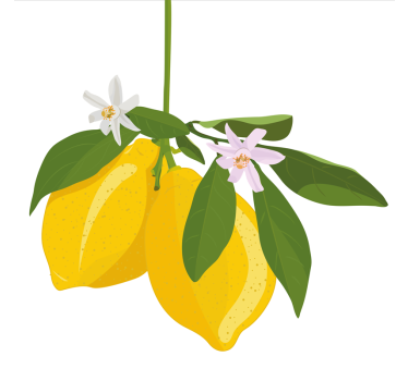Küchenposter zitronenbaum - TenStickers