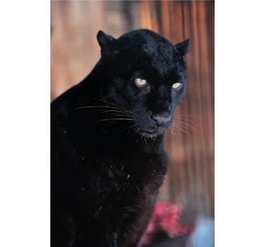 Poster wohnzimmer leopard auf der jagd - TenStickers