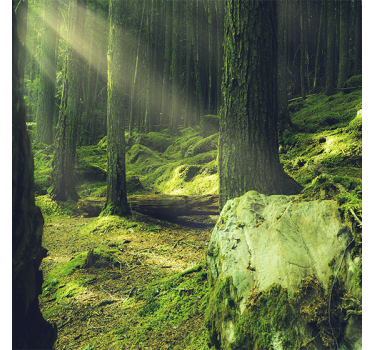 Poster wohnzimmer natursteine mit moos im wald - TenStickers