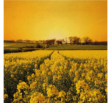 Poster wohnzimmer feld mit gelben blumen - TenStickers