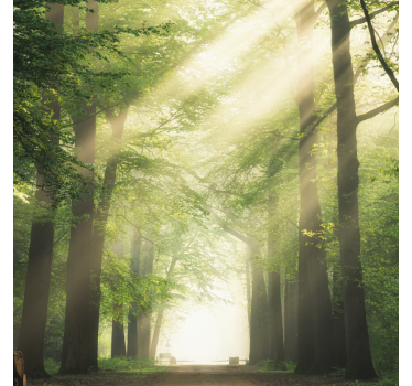 Poster wohnzimmer grüner wald mit sonne - TenStickers