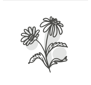 Poster wohnzimmer mit linienzeichnung von gänseblümchen - TenStickers