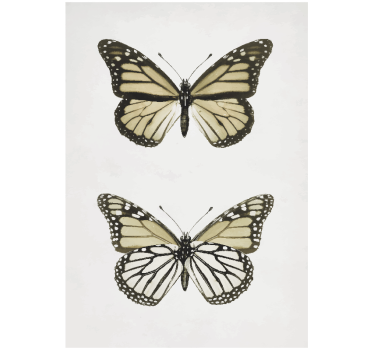 Poster Vintage Schmetterling Wohnzimmer - TenStickers