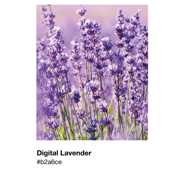 Poster Pantone Lavendelfeld - TenStickers