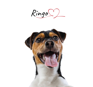 Hunde-Poster hundeliebe Design - TenStickers