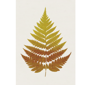 Poster Pflanzen Braunes Farnblatt - TenStickers