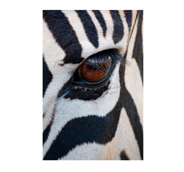 Poster Tiere Auge des Zebras - TenStickers