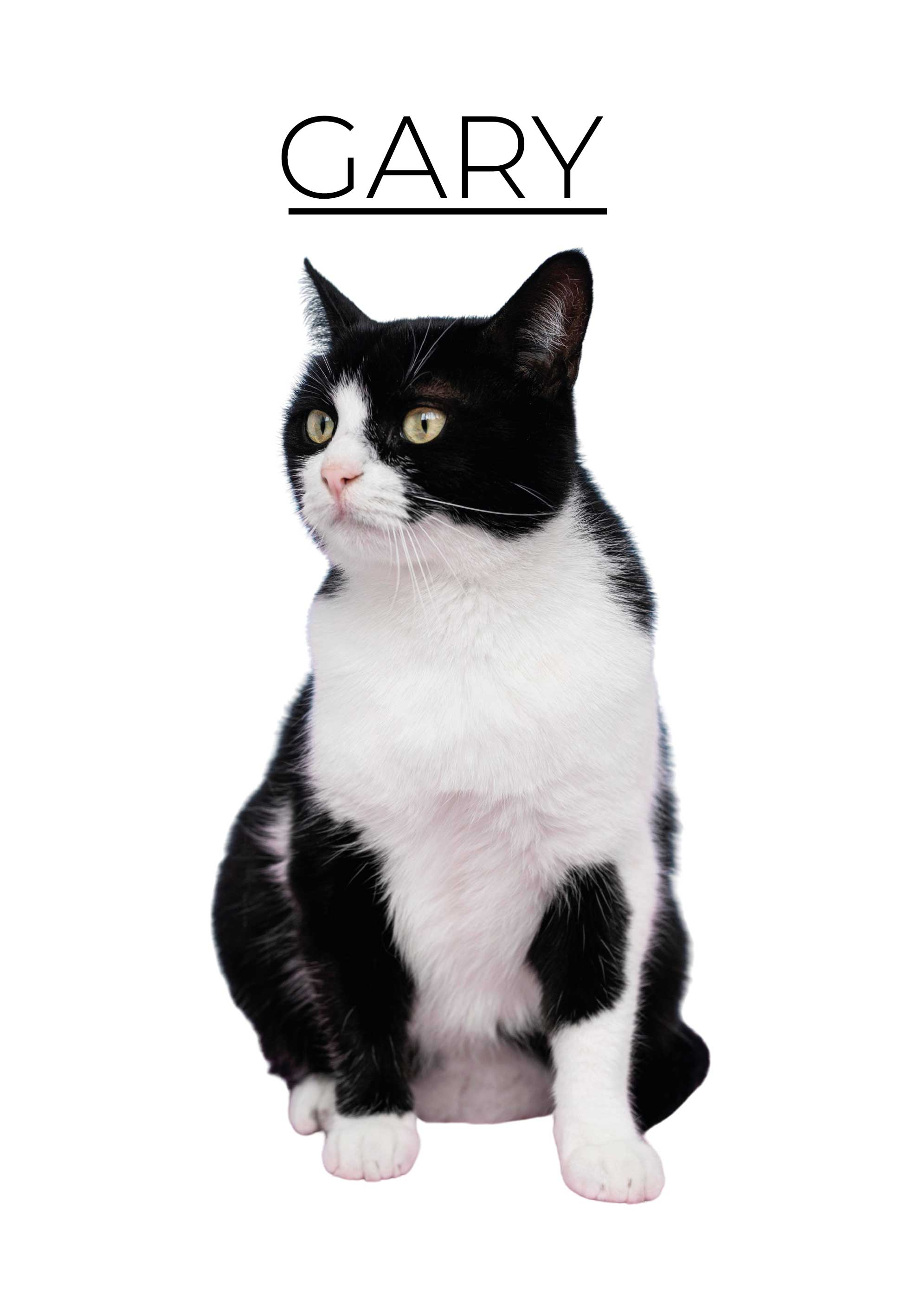 Poster Tiere dicke Katze mit Namen - TenStickers